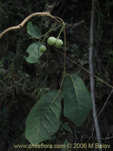 Image of Unidentified Plant sp. #2358 (). Click to enlarge parts of image.